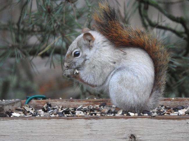 Albino Red Squirrel at our Feeder in New Dundee NEW DUNDEE