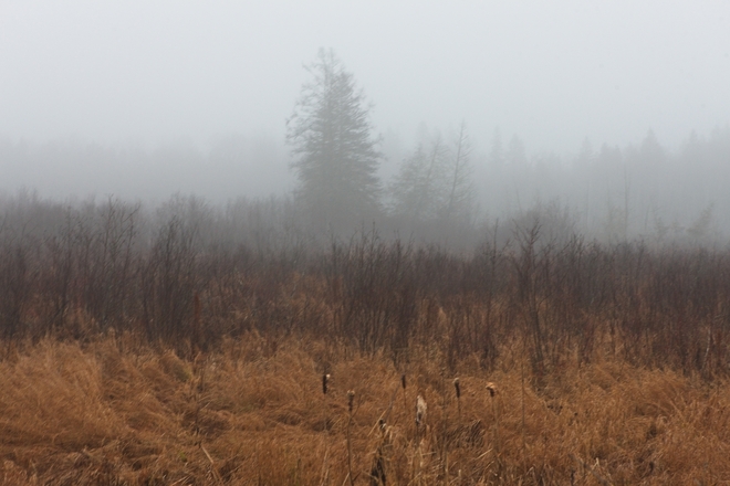 A foggy afternoon in Plevna Ontario Plevna, ON