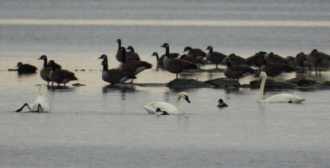 Tundra Swans visit Ingleside Ontario South Stormont, ON