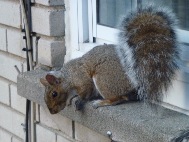 Squirrel on our window ledge Lachine, Montreal, QC