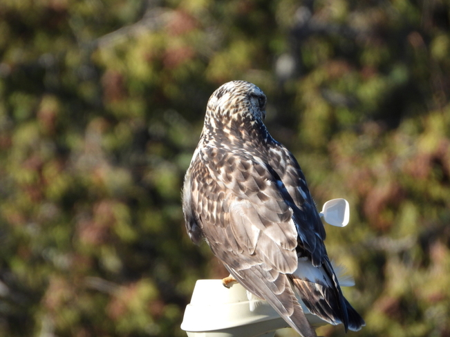 Hawk on A Weather Monitor Kingston, Ontario, CA