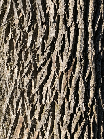 Ash tree bark patterns!! Dorval, Quebec, CA