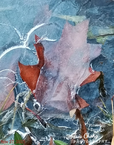 Nov 27 2021 Nature pastel painting - Frozen on ice maple leaf in Thornhill Thornhill, ON