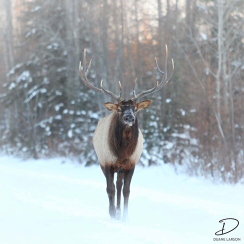 Bull Elk Prince Albert National Park, SK