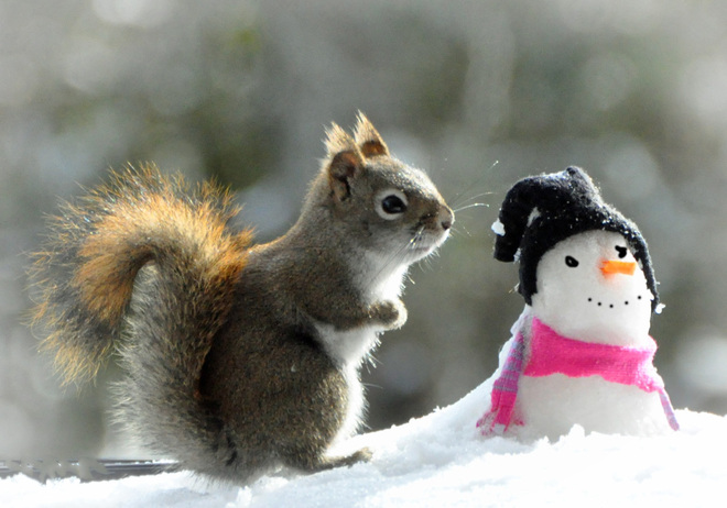 Baby squirrel's first snowman. Cobourg, ON