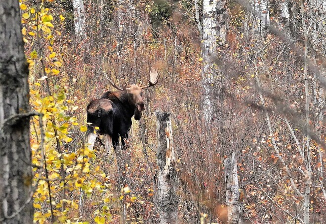 Bull moose Red Deer County, AB
