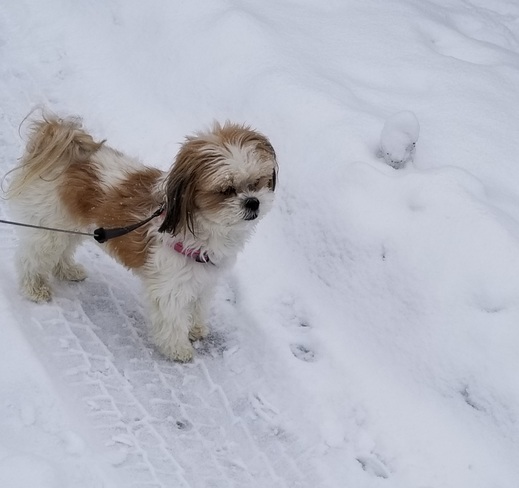 Walking in Snow with Gibbs Orillia, ON