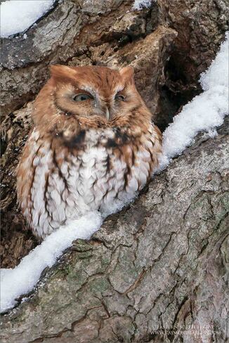 Eastern Screech Owl Burlington, ON