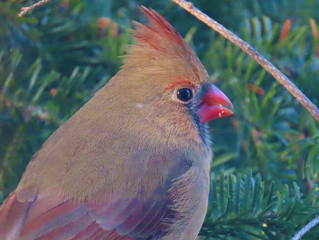 Cardinal femelle. Lac Magog, Québec