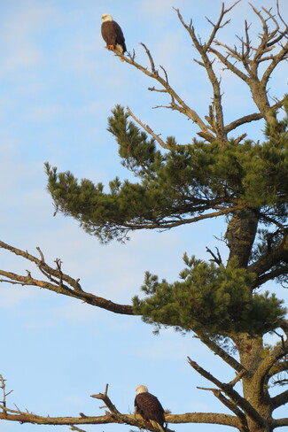 Two Bald Eagles. Lower Branch, Nova Scotia