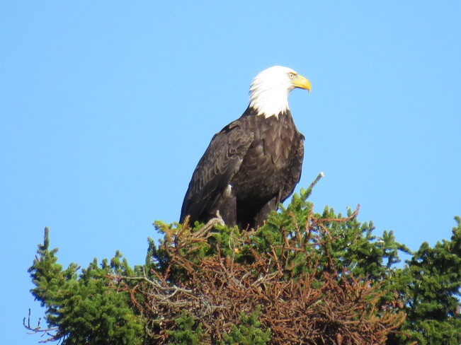 Bald Eagle Saint John, NB