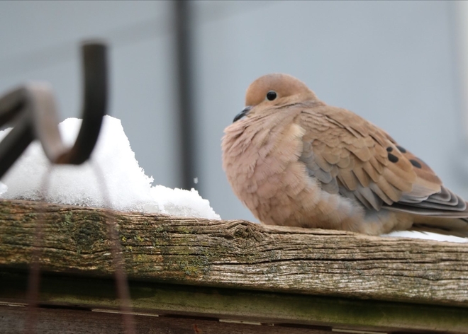 Mourning dove. Stonegate-Queensway, Ontario, CA