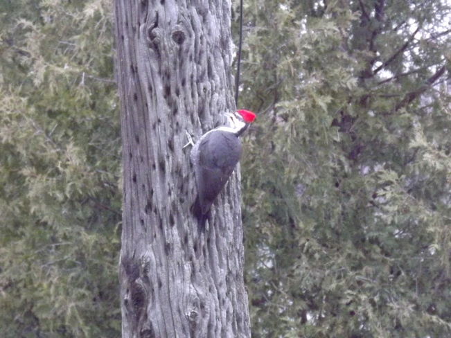 PILEATED WOODPECKER 818 Spring St, Thunder Bay, ON P7C 3L6, Canada
