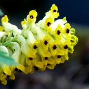 Yellow Corydalis