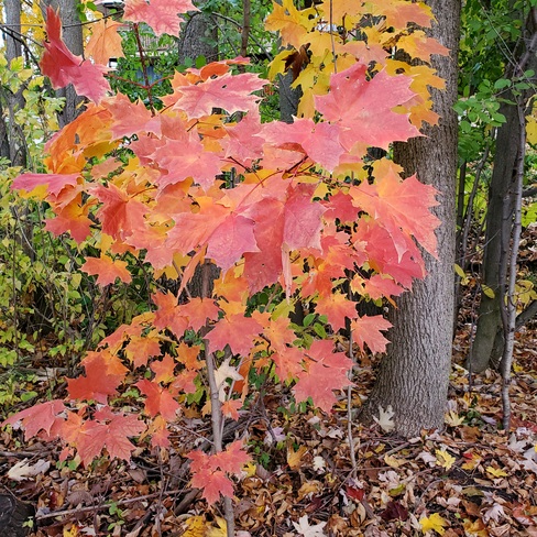 Color in Fall Orillia, ON