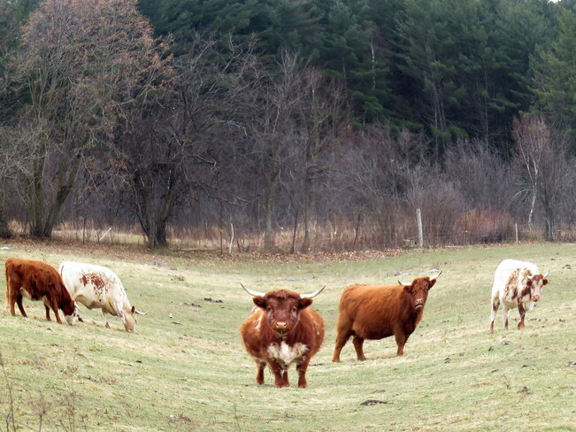 In no "moo"d for cold weather Ottawa Valley, Ontario