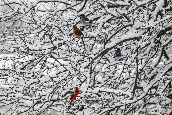 snow brings cardinals and bluejays Tecumseh, ON