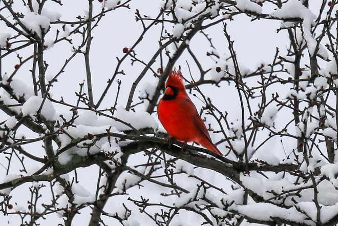snow brings cardinals and bluejays Tecumseh, ON