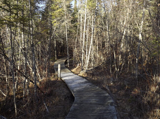 LOTS of BOARDED WALKWAYS 2C43+3V Pigeon River, ON, Canada