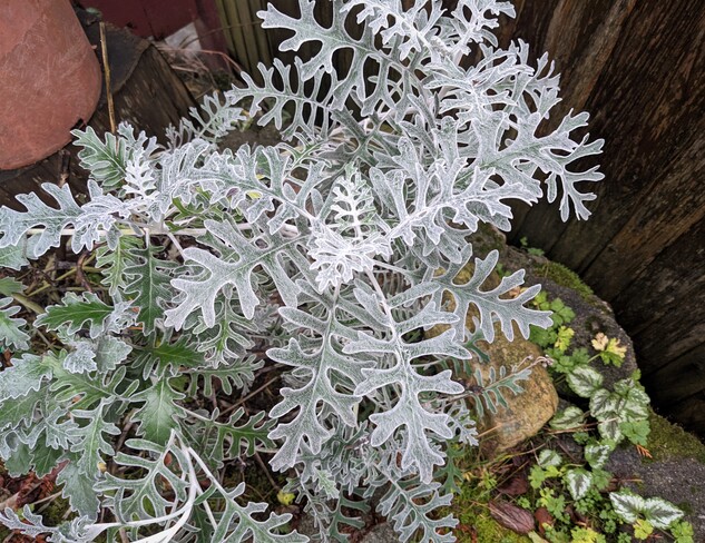 Dusty miller Vancouver, BC