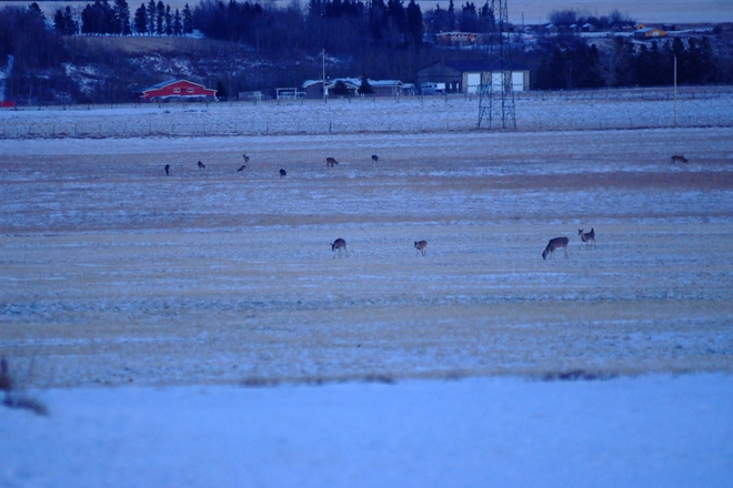 Deer Herd Feeding Leduc, AB