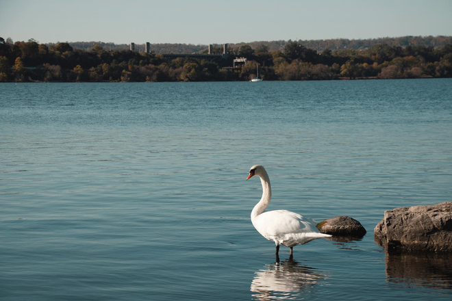 Swan at Hamilton Pier Hamilton, Ontario, CA