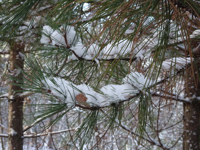 Snowy Pine Branches Sudbury, ON
