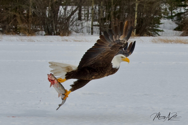 Trout stealing Bald Eagle 100 Mile House, BC