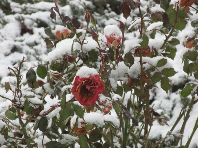 First Snowfall Bobcaygeon, Kawartha Lakes, ON