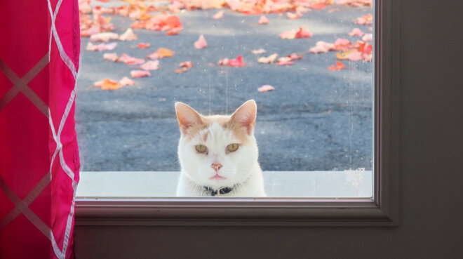 Jack the cat waiting to come in. Sainte-Anne-de-Bellevue, QC