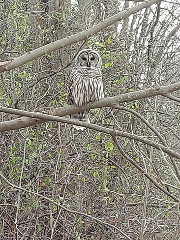 owl Courtice, ON