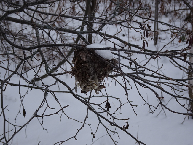 Snow Capped Birds Nest Sudbury, ON