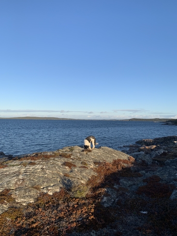 Morning Walk Birchy Bay, Newfoundland and Labrador, CA