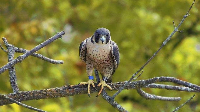 Hopper the Peregrine Falcon Hamilton, ON