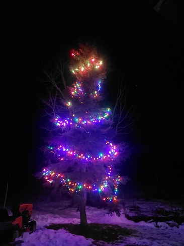 Our Charlie Brown Christmas Tree Colinton, AB