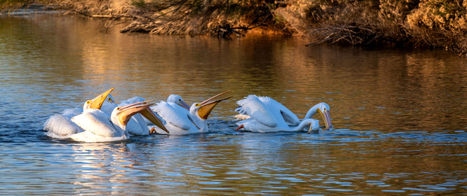 Pretty Pelicans Gilbert, AZ, USA