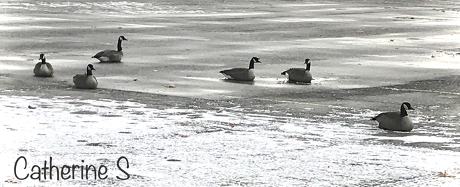Six Geese a Laying ;) Toronto, Ontario, CA