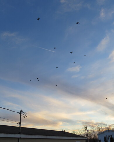 Crows and jets.. Bridgewater, NS