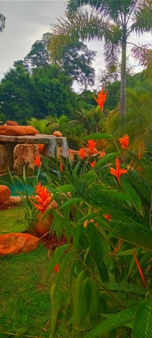 les fleurs tropicales du Brésil Jaú, SP