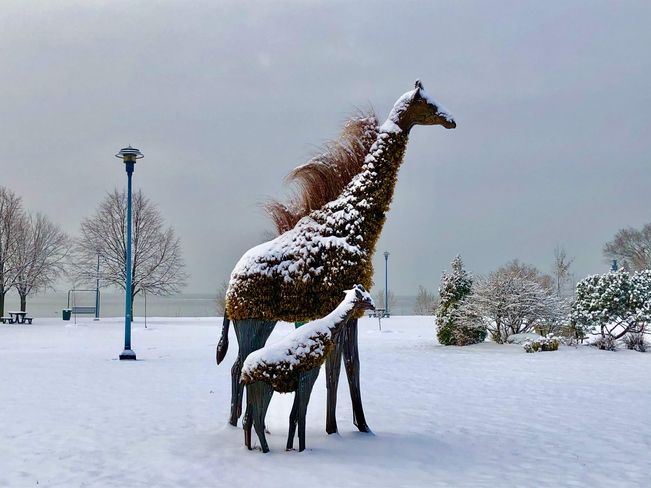 Giraffes in the snow!! Dorval, Quebec, CA