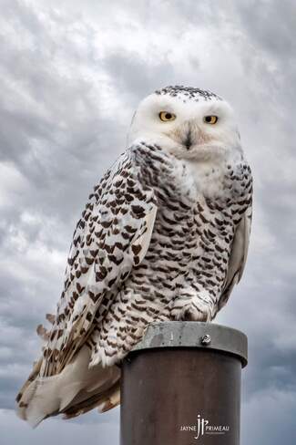 Snowy Owl Sarnia, ON
