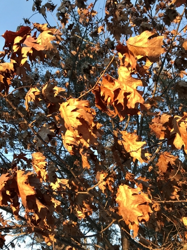 Bronzed oak leaves Garden River 14, Ontario, CA