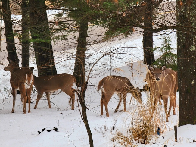 Deer Staying Closer to Homes Huntsville, ON
