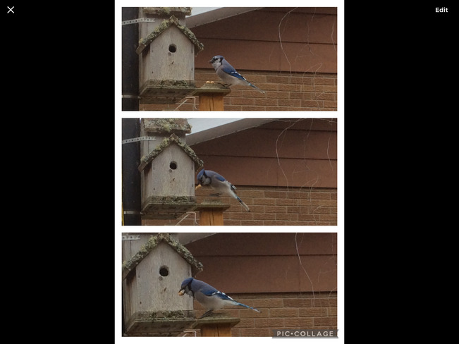 Feeding my Bluebirds peanuts. Cochrane, ON