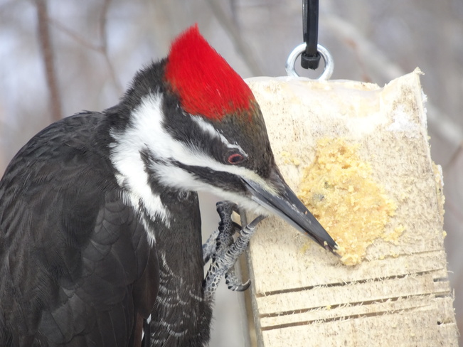 Beautiful Piliated Woodpecker Sudbury, ON