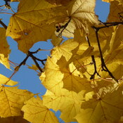Golden Maple Leaves