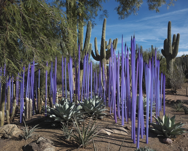 Purple Reeds Phoenix, AZ, USA