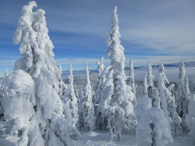 snow ghost trees Big White Ski Resort, BC