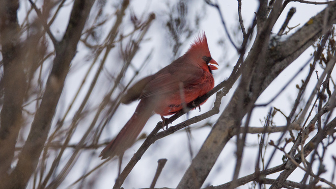 Cardinal rouge mâle Sainte-Foy, Québec, QC