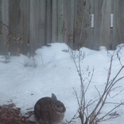 A rabbit in the snow in Ottawa Vanier
